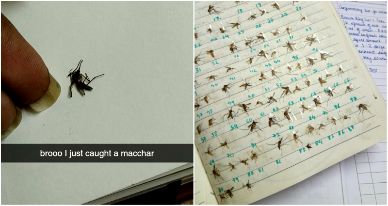 Woman Goes Viral After Showing Off Every Mosquito She’s Killed