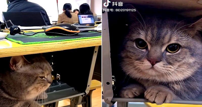 Sneaky Cat Stays Quiet in Classroom After Student Sneaks Him Into School
