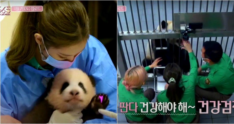 BLACKPINK Sparks Outrage in China After Handling Baby Pandas
