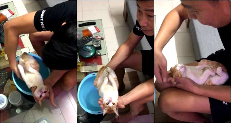Cat Remains Surprisingly Calm During ‘How to Bathe a Baby’ Demo