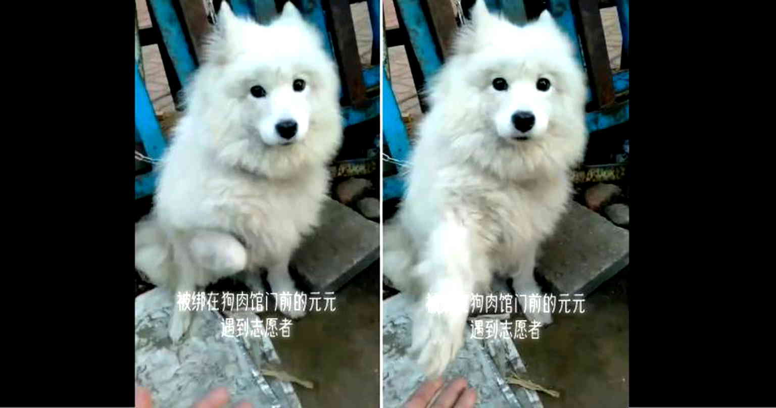 ‘Stolen’ Dog at Market Asks for Rescue By Extending Paw to Passerby in China