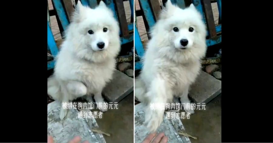 ‘Stolen’ Dog at Market Asks for Rescue By Extending Paw to Passerby in China