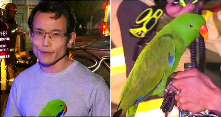 ‘Anton! Anton!’: Man’s Parrot Yells His Name to Wake Him During Fire, Saves His Life