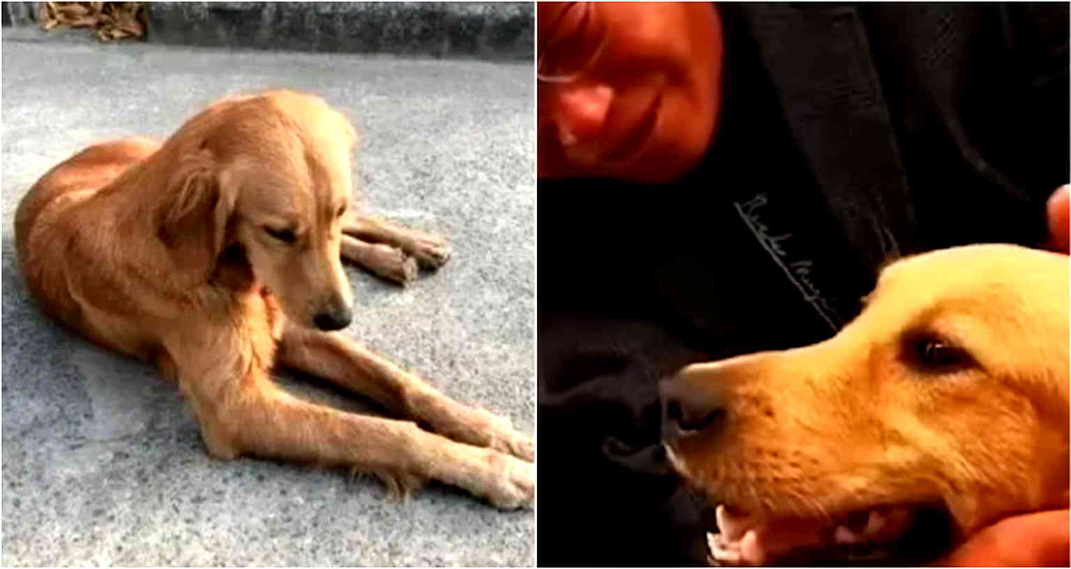 ‘Homesick’ Dog Walks 62 Miles With Bleeding Paws to Find Her Owners