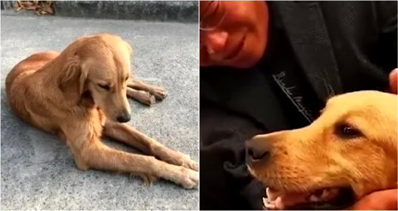 ‘Homesick’ Dog Walks 62 Miles With Bleeding Paws to Find Her Owners