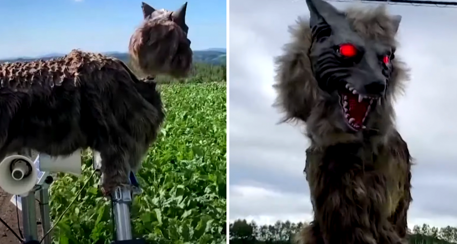 Japanese City Now Uses Robot ‘Monster Wolves’ to Keep Bears Away