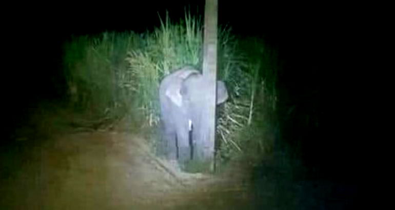 Baby Elephant Caught Eating Sugarcane Tries to Hide Behind Pole in Thailand