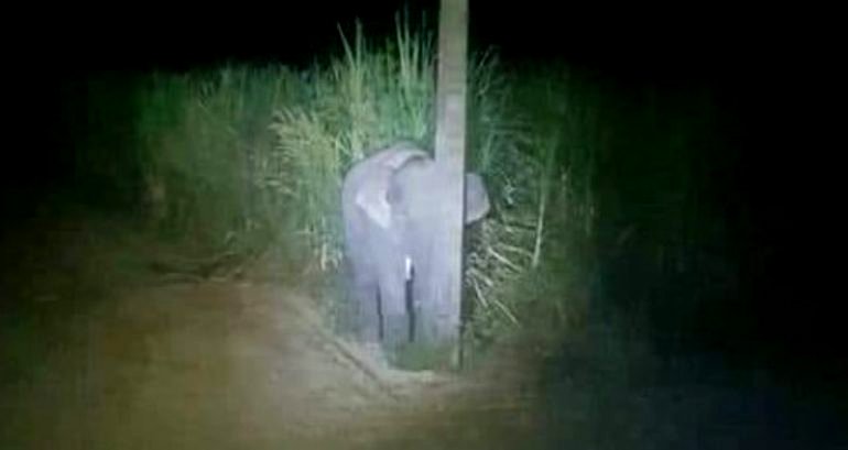 Baby Elephant Caught Eating Sugarcane Tries to Hide Behind Pole in Thailand