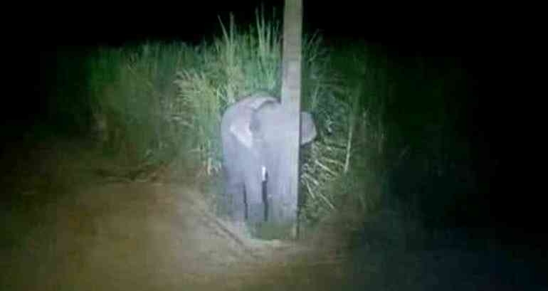 Baby Elephant Caught Eating Sugarcane Tries to Hide Behind Pole in Thailand