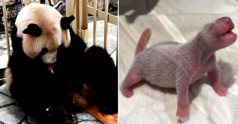 Japanese Zoo Welcomes First Newborn Panda Cub in 2 Years