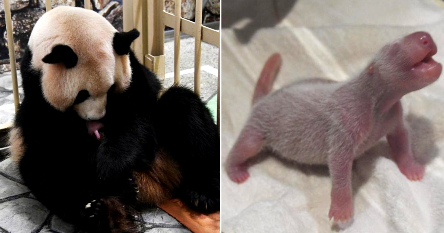 Japanese Zoo Welcomes First Newborn Panda Cub in 2 Years