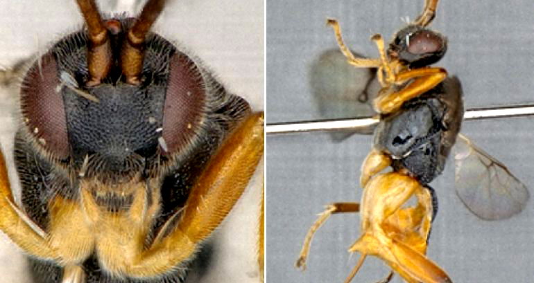 Scientists Discover New ‘Godzilla Wasp’ That Hunts Underwater in Japan