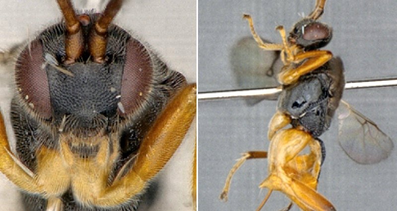 Scientists Discover New ‘Godzilla Wasp’ That Hunts Underwater in Japan