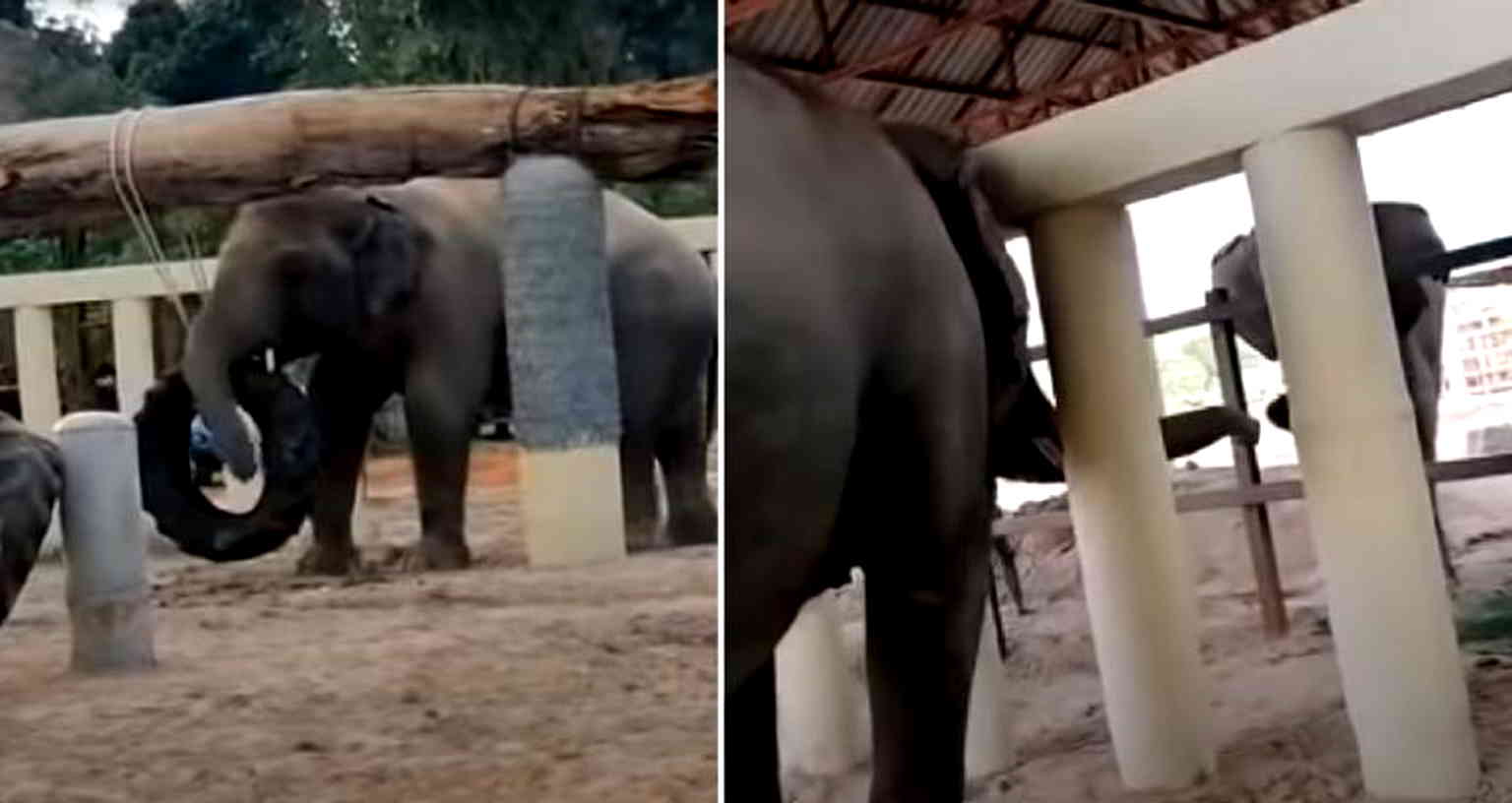 ‘World’s Loneliest Elephant’ Meets First Friend in 8 Years at New Home in Cambodia