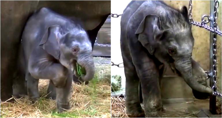 Oldest Zoo in Japan Asks Public’s Help Naming First Baby Elephant Born in 138 Years