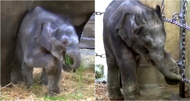 Oldest Zoo in Japan Asks Public’s Help Naming First Baby Elephant Born in 138 Years