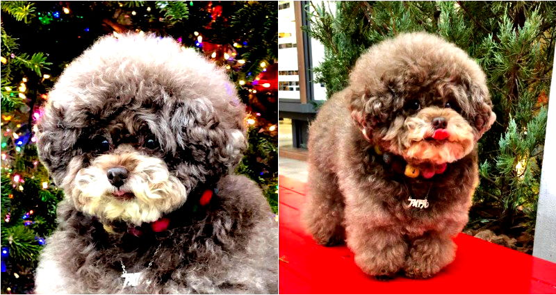 The Most ‘Bob Ross Looking’ Dog Has Passed Away in Japan