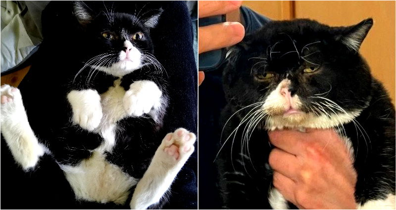 Japanese Man’s Cat Takes the Most 2020 Selfie