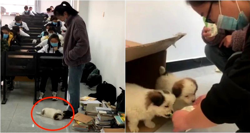 Stray Puppy Plays With Teacher as Students Take Their Exam in China