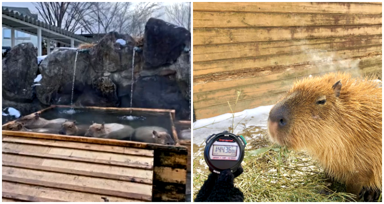 ‘Top Contender’ Capybara Wins Japan’s Annual Hot Spring Bath Competition