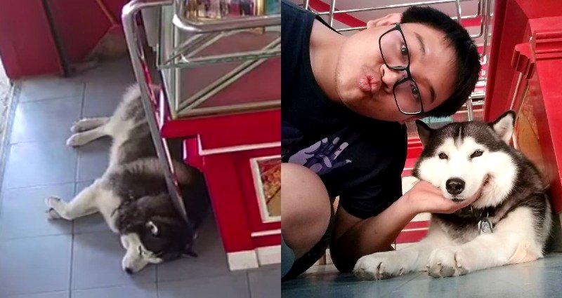 Adorable Husky Guard Dog Sleeps Through Staged Armed Robbery in a Jewelry Store in Thailand