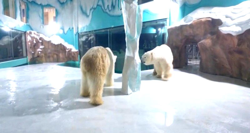 Chinese Hotel Sparks Outrage After Offering 24/7 Polar Bear Attraction