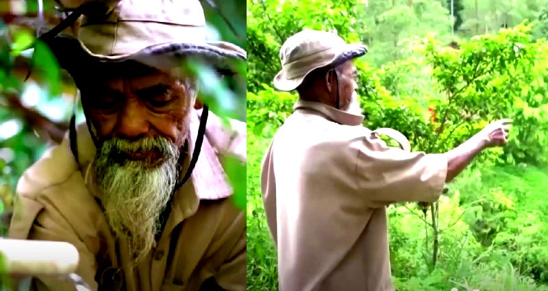 Indonesian Man Plants 11,000 Trees Over 24 Years to Create a New Forest