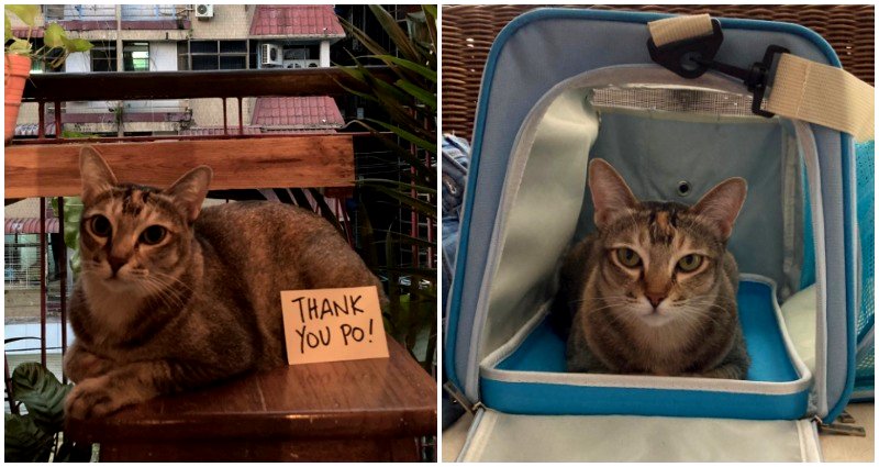 Cat Makes History After Repatriation to the Philippines Amid Myanmar Political Turmoil
