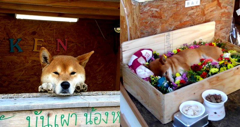 Ken, the Famously Adorable Roast Sweet Potato Stand Cashier in Hokkaido, Passes Away