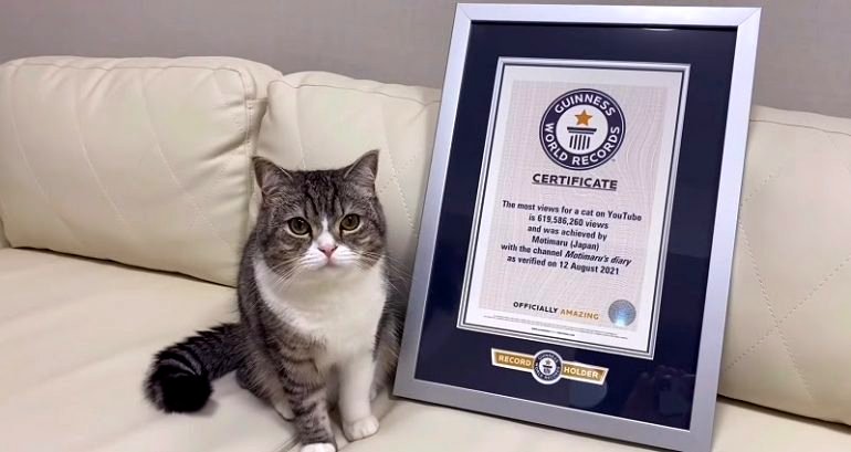Scottish Fold superstar Motimaru breaks world record for most views for a cat on YouTube with nearly 620 million views