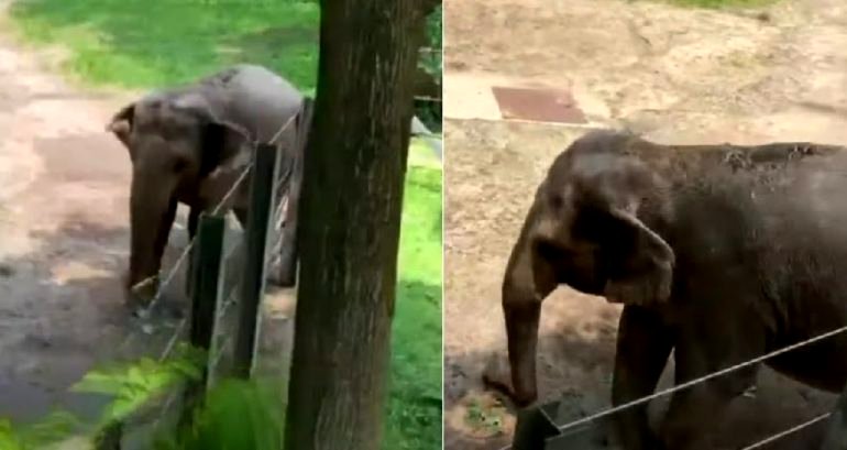 The groundbreaking legal fight to free Happy the lonely elephant by granting her the same rights as a person