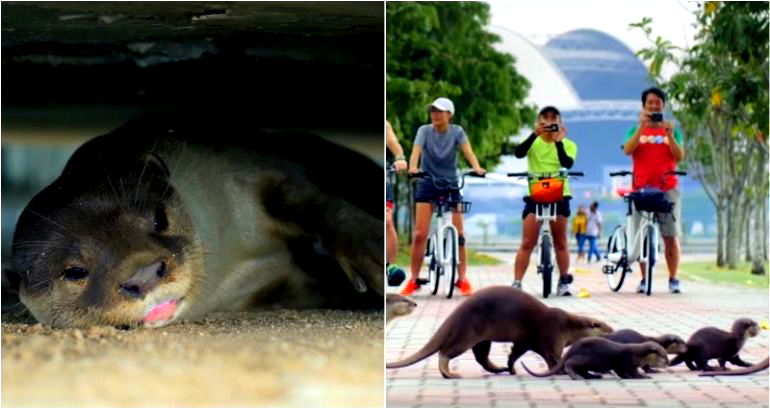 ‘It’s like ‘Game of Thrones’’: Otter clans wage war over space in Singapore