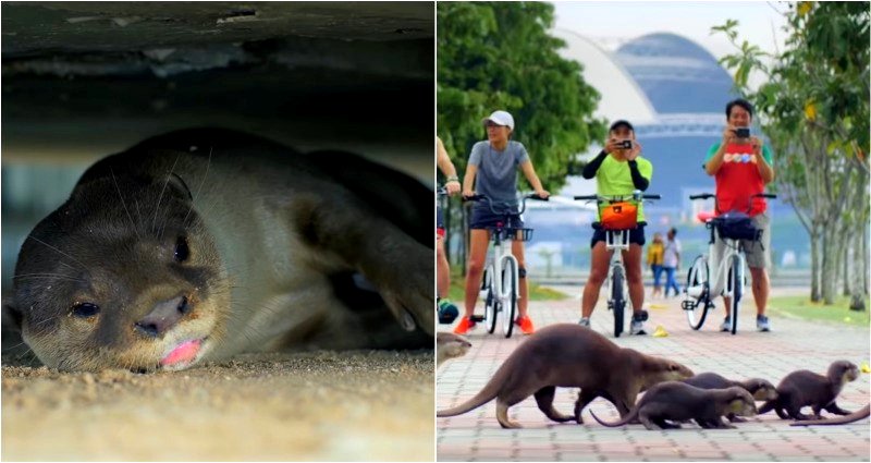 ‘It’s like ‘Game of Thrones’’: Otter clans wage war over space in Singapore