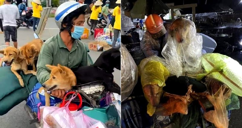 Vietnamese health official resigns after backlash over drowning, burning of couple’s dogs due to COVID-19