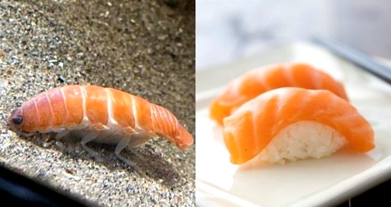Organ-dwelling parasite is a Japanese aquarium star because it looks just like sushi