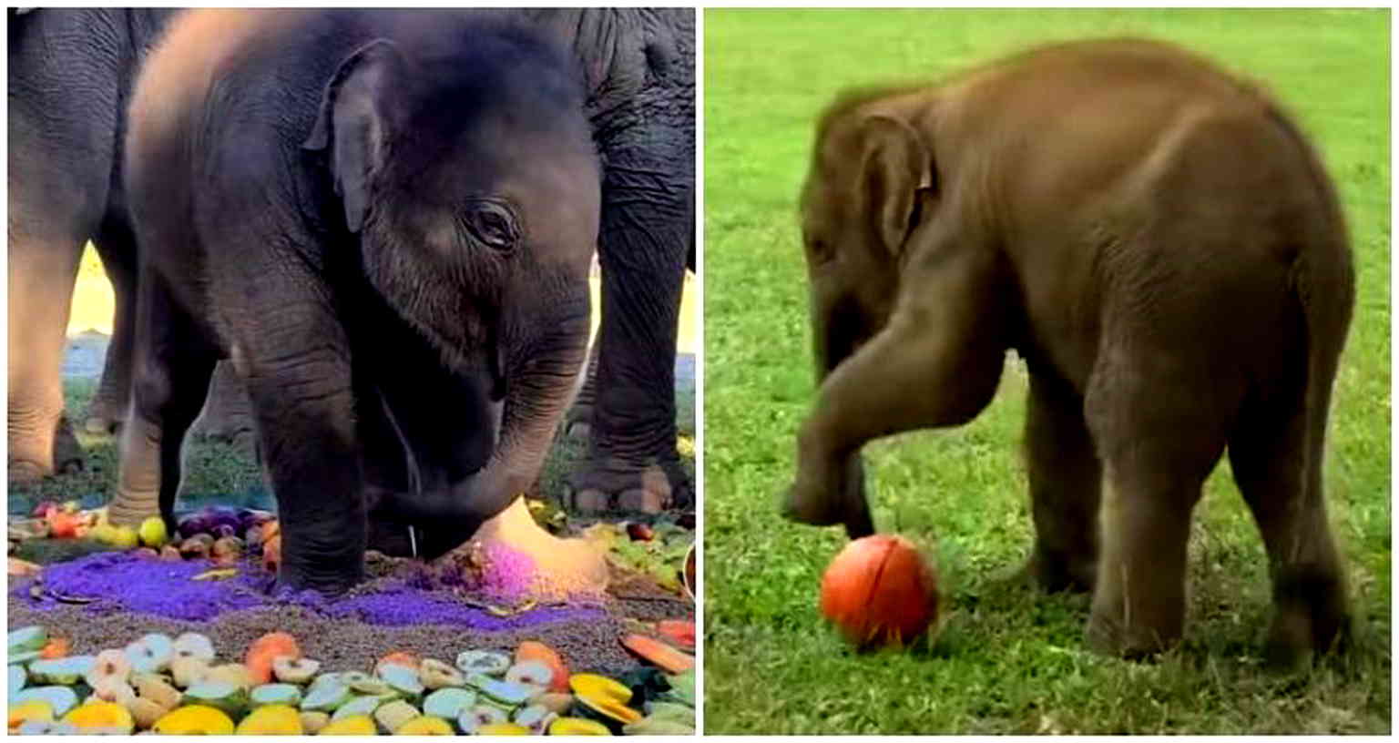 Pyi Mai the Asian elephant warms hearts in viral video of her first birthday celebration
