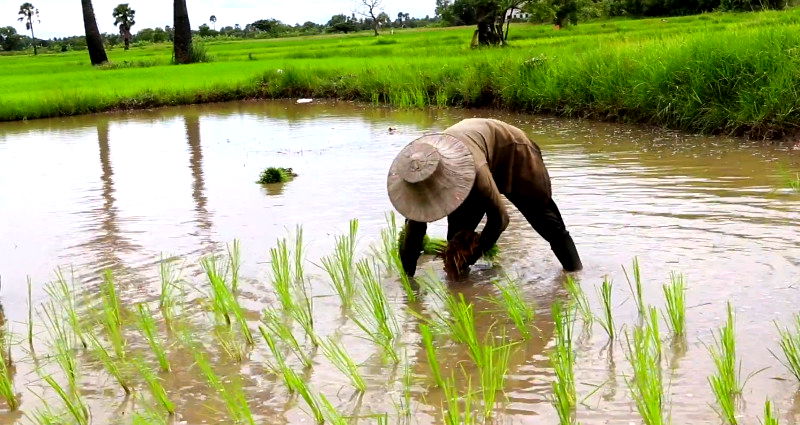 Japanese, Korean and Turkish languages originated from farmers in northeast China, study reveals