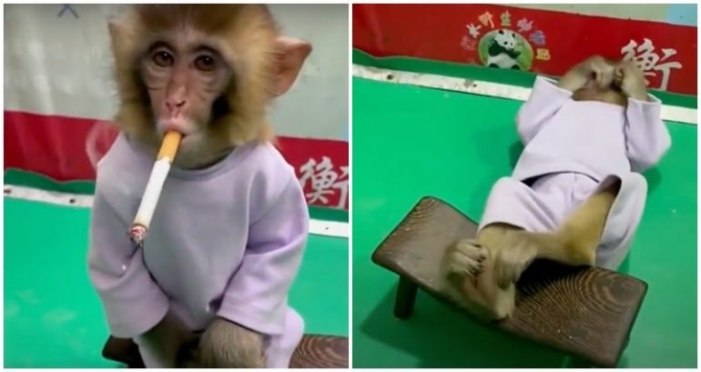 Chinese zoo sparks outrage for forcing cigarette on baby monkey for ‘anti-smoking campaign’