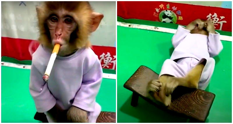 Chinese zoo sparks outrage for forcing cigarette on baby monkey for ‘anti-smoking campaign’