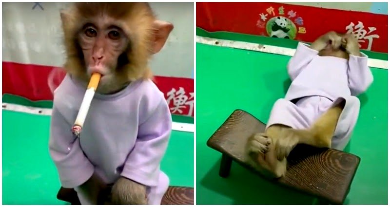 Chinese zoo sparks outrage for forcing cigarette on baby monkey for ‘anti-smoking campaign’