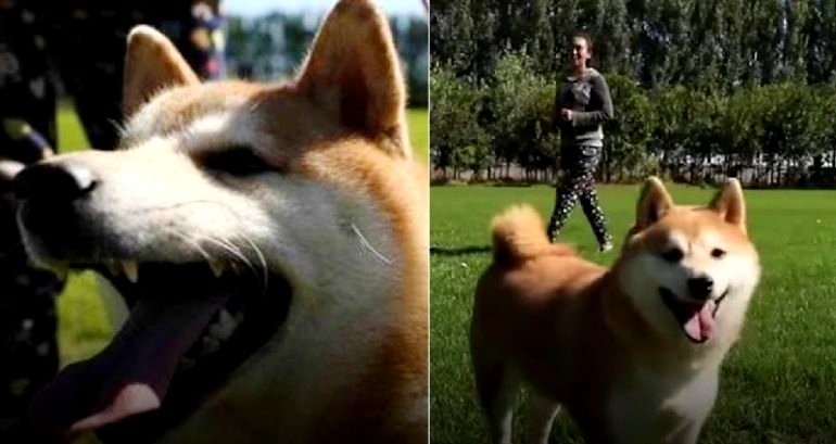 ‘I have been waiting for my owner for seven years’: ‘Lonely’ shiba inu fetches $25K at Chinese auction