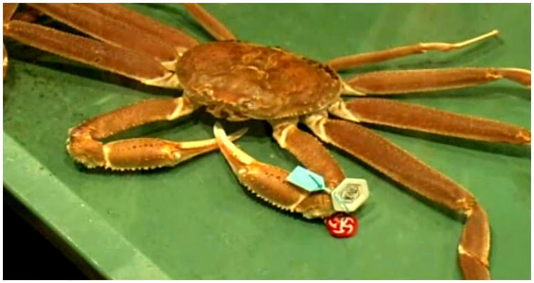 Snow crab in Japan sold for whopping $44,000