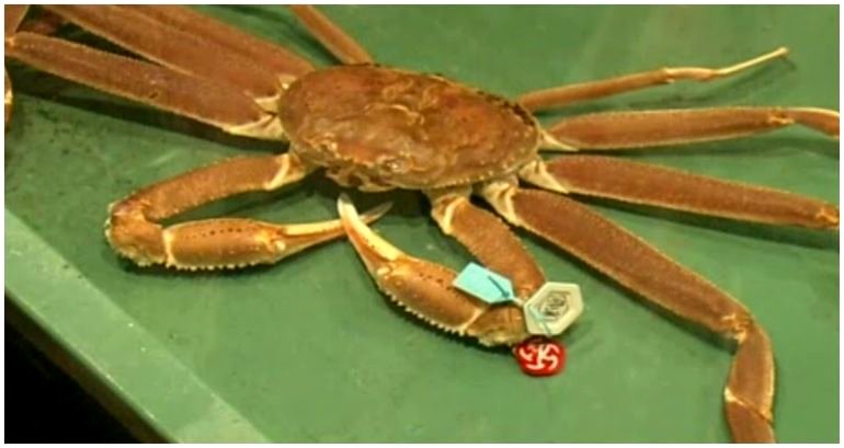 Snow crab in Japan sold for whopping $44,000