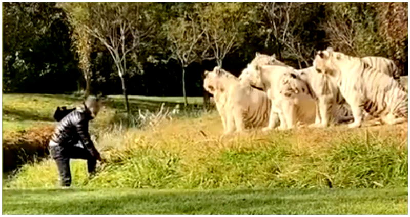 Tourist in China captured on video taunting white tigers inside their zoo enclosure