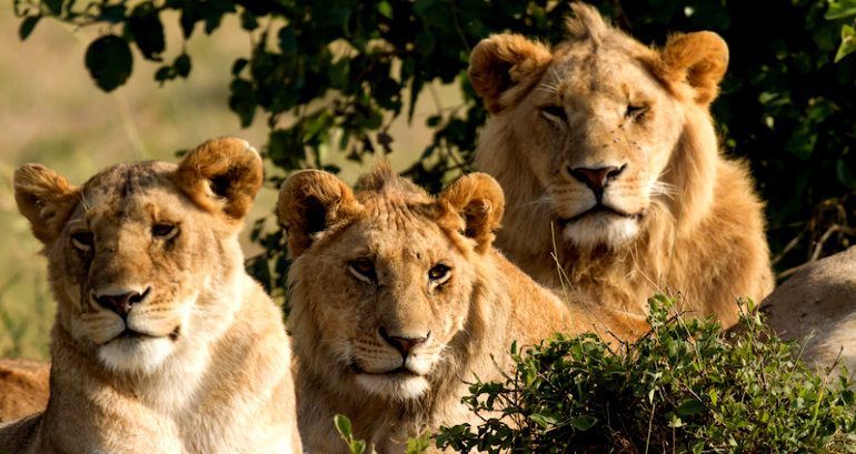 2 lions escape their shipping containers at Singapore airport