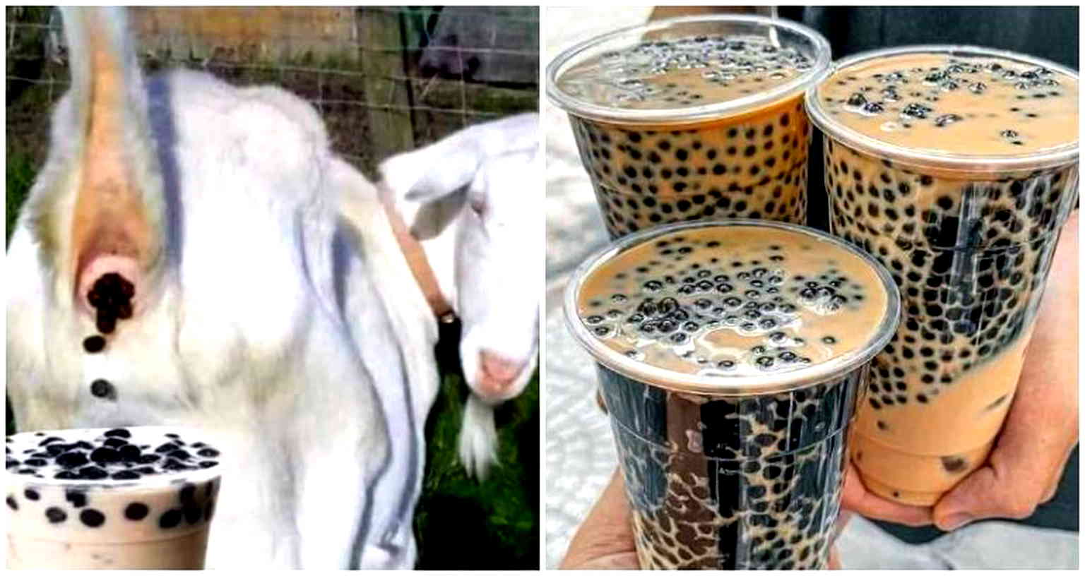 Debunked: Viral social media post claims goat feces used in bubble tea in China