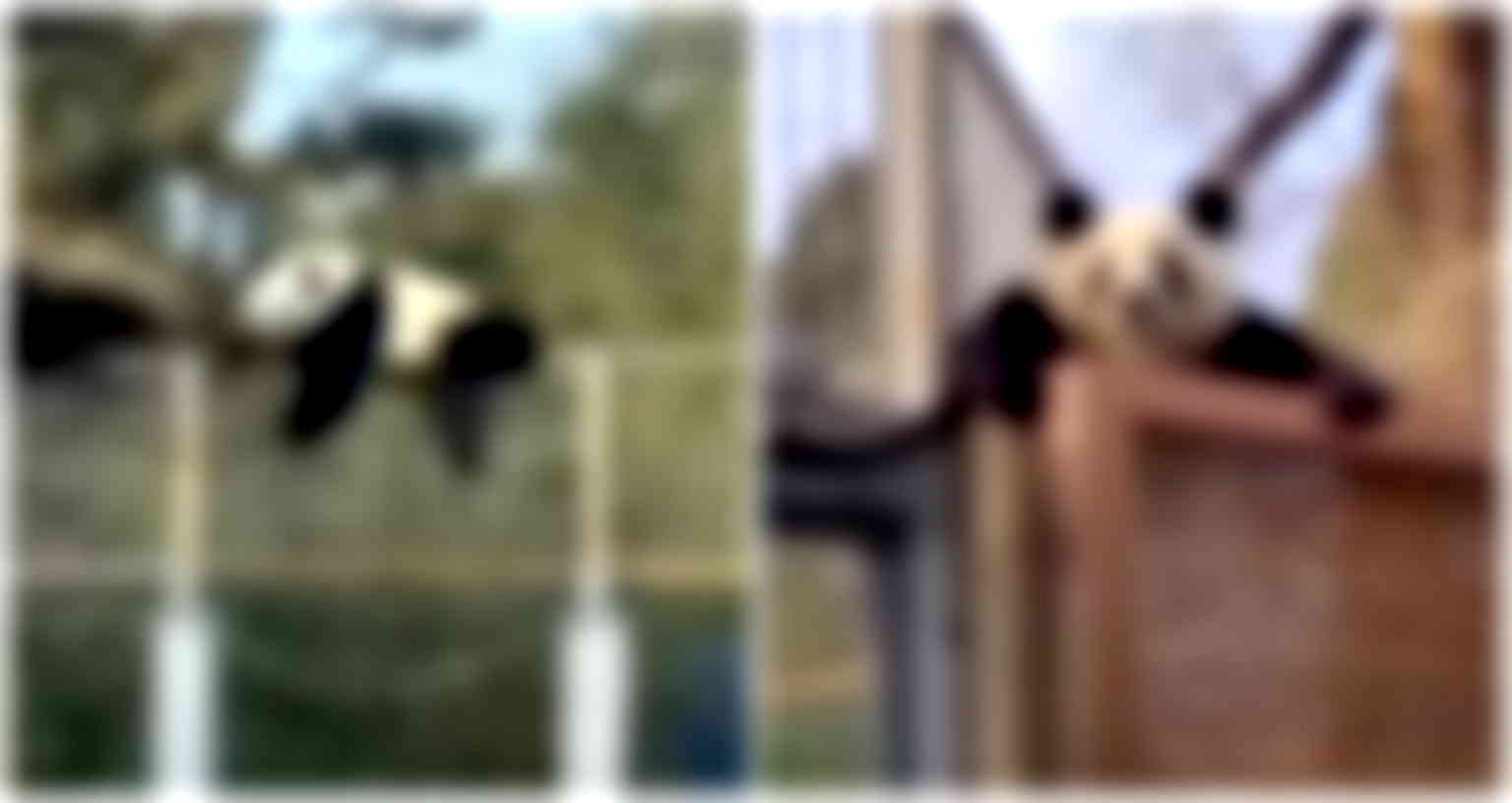 Panda-monium: Giant panda escaping his Beijing Zoo enclosure is bear-y cute