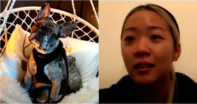 Woman’s French bulldog stolen at gunpoint by two men in Oakland