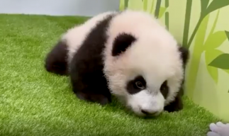 Singapore Panda Named Le Le