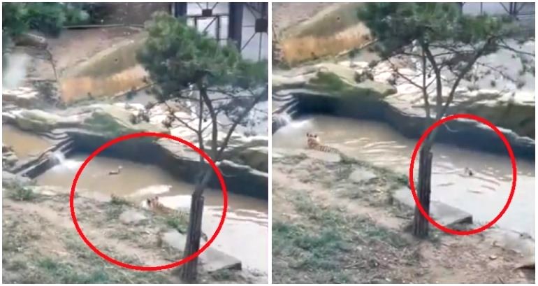 Duck plays a dangerous game of hide and seek with tiger in viral video
